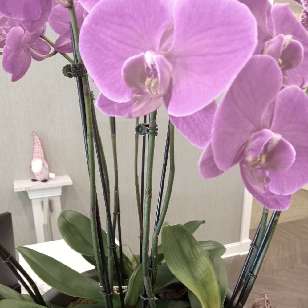 Orchid Purple Acrylic Painting On Canvas